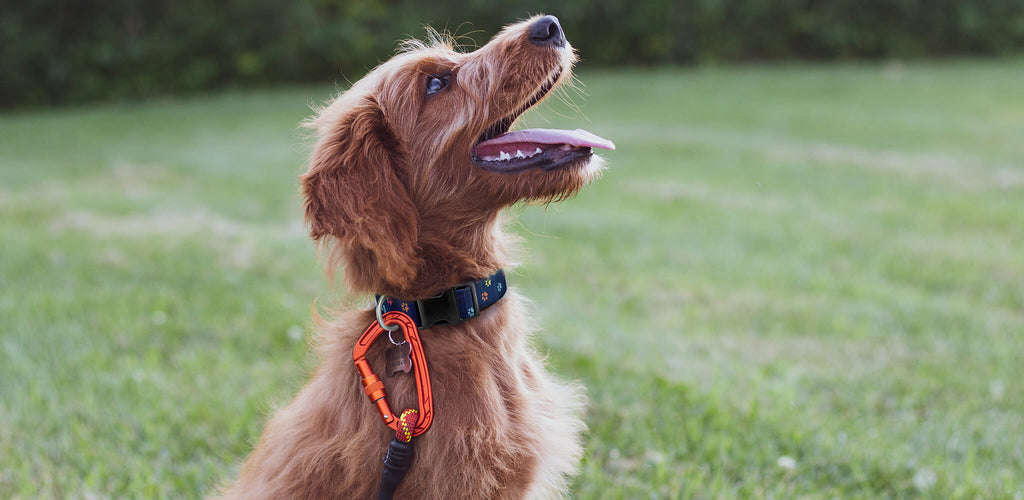 dog in grass wearing navy Dog Pawrk collar with colorful paw prints