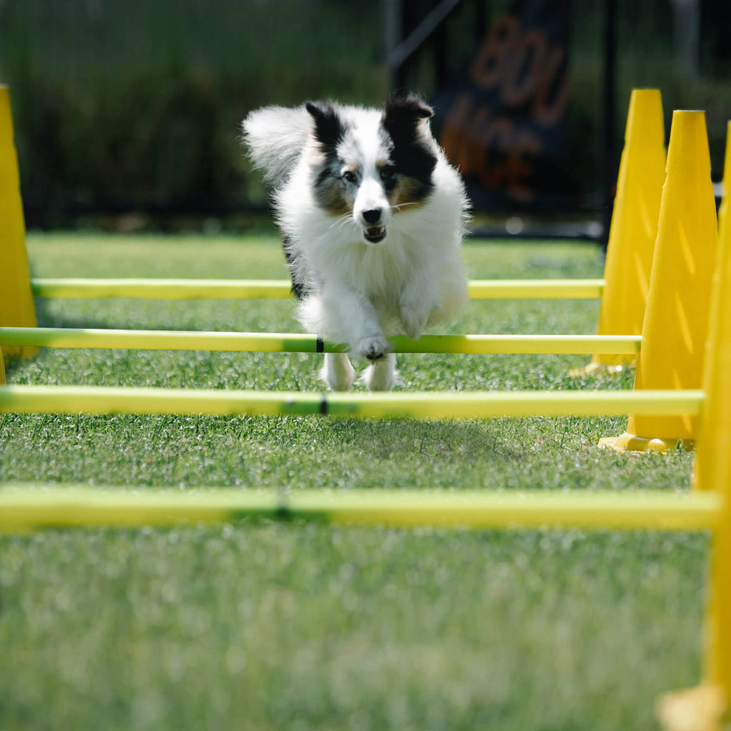 border collie running through an agility course