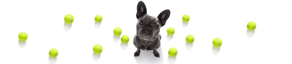 Black boxer dog surrounded by tennis balls