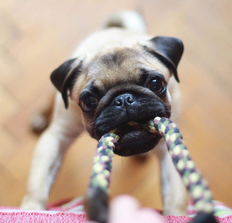 Pug dog pulling on a rope toy
